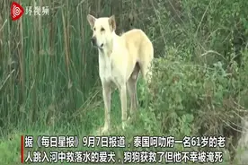 泰国一主人跳河救爱犬被淹死 狗狗上岸后心碎哭泣图片