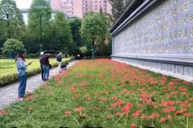秋意渐浓，西安大兴善寺里的彼岸花开了视频封面