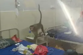 印度猴子群闯入医院病房 在产妇和儿童床上跳来跳去图片