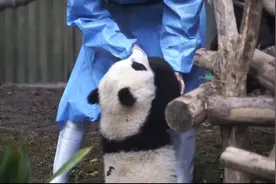 “粘人精”“软抱枕”熊猫幼崽惹人疼图片