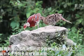 江西武宁拍到鸟中“国宝”——白颈长尾雉视频封面