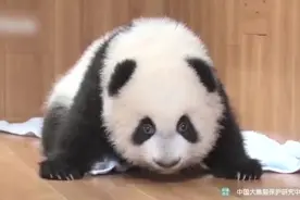 跌跌撞撞闯进你的心里！刚学会走路的大熊猫太可爱了！视频封面