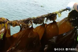 海带“中宝 1 号”和文蛤“科浙 2 号”上榜水产新品种图片