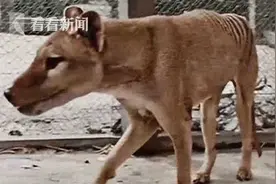 封藏88年 地球最后的塔斯马尼亚虎彩色影像公开图片
