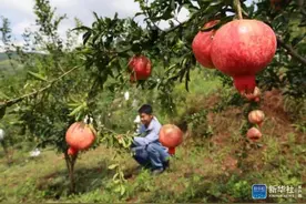 毕节市威宁县：石榴红了，农民笑了图片