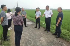 国家统计局广西调查总队、农业农村厅调研组到福绵区就粮食生产情况开展调研图片