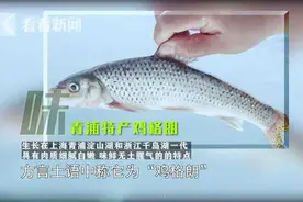寻味上海丨鸡格朗鱼：到底是条什么鱼？图片