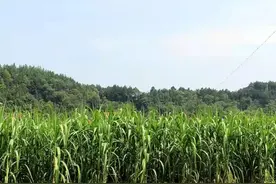 共同富裕新征程｜红石桥村糖梗种出好“钱”景图片