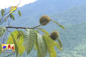 美栗秋色：阳春板栗高产上市图片