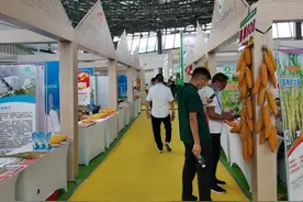 种博会探馆新发现：四川也能种出优质珍珠米啦图片