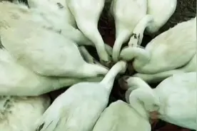 好吃山东｜淄博中埠铁锅炖大鹅：前一秒在地里，下一秒在锅里图片