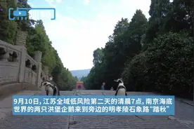 迎金陵之秋！跟着温带企鹅去旅行图片