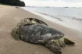 小伙在海边发现一只海龟，走近看清它的后背时，真是有点心疼图片