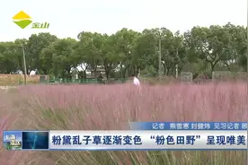 粉黛乱子草逐渐变色  “粉色田野”呈现唯美景象