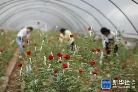 贵州赤水：昔日弃土场 今朝花飘香图片