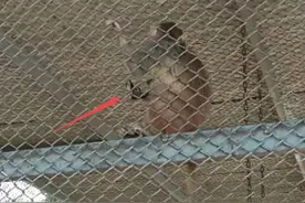 被猴哥玩哭了！沈阳男孩眼镜被动物园猴子摘走图片