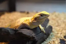 鬃狮蜥、玉米蛇、雪貂……异宠“俘获”年轻人的心，乐趣在哪？图片