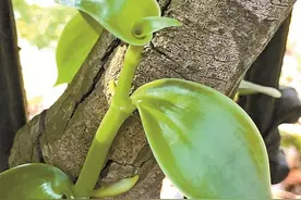 新版《国家重点保护野生植物名录》公布：至少38种珍稀野生植物在深圳分布图片