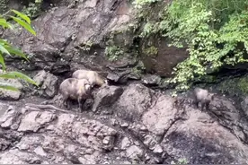 四川巡护员偶遇羚牛一家三口悠闲压马路图片