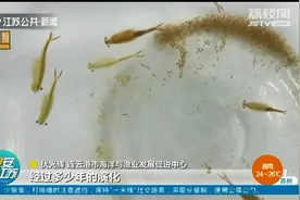连云港东海：两亿多岁“仙女虾”现身 与恐龙同时代图片