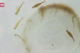 江苏发现2亿年前物种仙女虾：与恐龙同时代视频封面