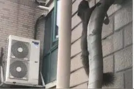 邻居赖着不走！杭州男子从高兴到崩溃：可爱是可爱，但我撑不住了图片