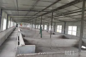 饲养的生猪大量死亡，送检的饲料霉菌超标，养殖户奔波两年讨要说法图片