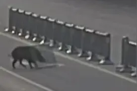 野猪在马路上乱窜一头撞向护栏被卡，顶着护栏到处跑视频封面
