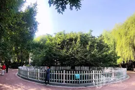 “围”观丨百岁古梨树 金秋结硕果图片
