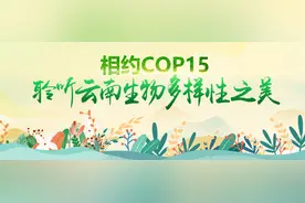恐龙的美食——植物活化石桫椤图片