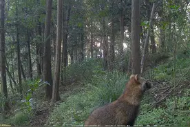 像狗又像狐狸，野生貉现身信阳商城境内图片