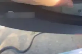 长沙一男子打开车门看见车身长的大黑蛇，蛇头已经立起……吓到声音颤抖图片