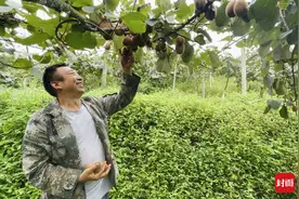 小康圆梦丨14年耕耘出荒山猕猴桃基地 汶川马家营村终迎丰收年图片