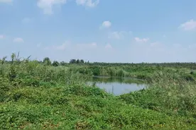 全省罕见！潍坊高密发现近千亩国家重点保护植物野大豆种群图片
