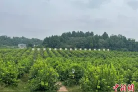 四川安岳：“小柠檬”连接海内外 助力乡村振兴图片