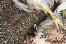 泼猴大闹辽宁一农村！咬活鸡、扇人嘴巴…图片