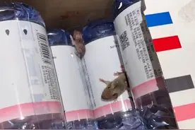 女子网购矿泉水惊现2只活老鼠，不小心用手抓了，软的！店家：退款退货并补偿20元图片