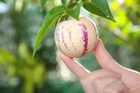 它的维生素C含量远高于柠檬，这么吃提高免疫力，保护心血管图片