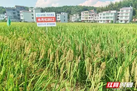 1114.8公斤！“种业密码”再刷新高产纪录图片