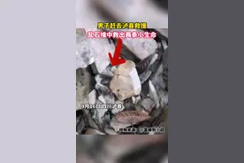 青年赶去泸县救援，乱石堆中救出两条小奶狗图片