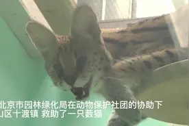 北京来了只非洲“豹子”？最新进展：该薮猫已获救图片