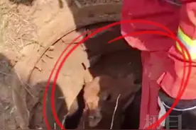 孩子被困排污井，牛妈妈哀嚎一夜！男子驾车跟随发现端倪，叫来“蓝朋友”救出小牛图片