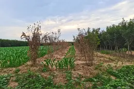 河南部分农村土地流转失控现象调查图片