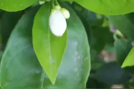 故园的秋丨罗碧峰图片