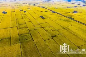 铁力市积极创建全国粮油（水稻）绿色高质高效示范县图片