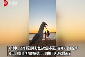 画风带偏！澳大利亚海鸥闯入情侣镜头 错位啄食男子头部图片