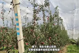 云南昭通：建设生态“苹果之城”助力乡村振兴视频封面