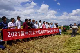 1123.87公斤！贵州水稻试验田亩产量再创新高图片