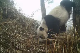 两只熊猫同框出镜！脸蹭相机萌萌哒图片