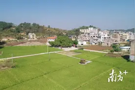高州荷花镇：“党建+土地流转”走出增收致富新路子图片